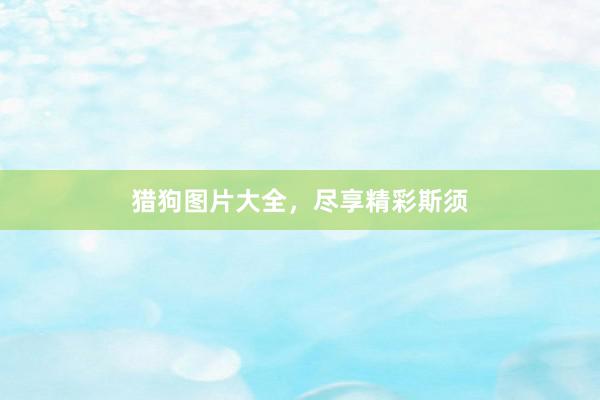 猎狗图片大全，尽享精彩斯须