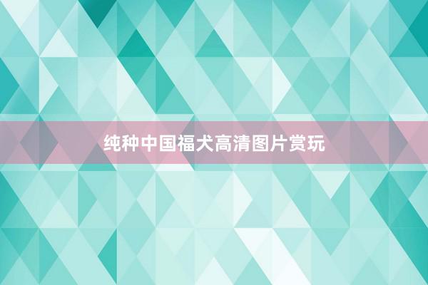 纯种中国福犬高清图片赏玩
